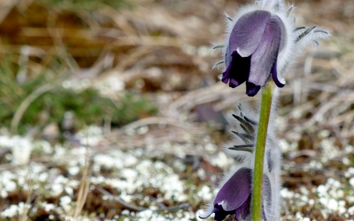 Hűvös, szeles márciusi hét következik