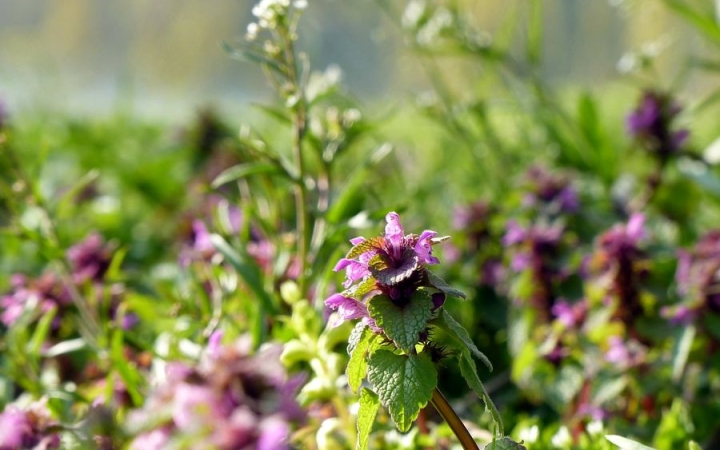 Napos hét, változékony húsvét előtt állunk