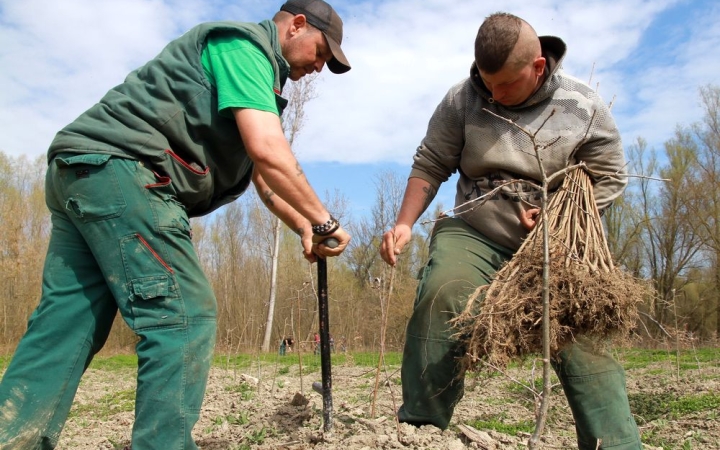 DSTV: tölgycsemeték a Szalki-szigeten