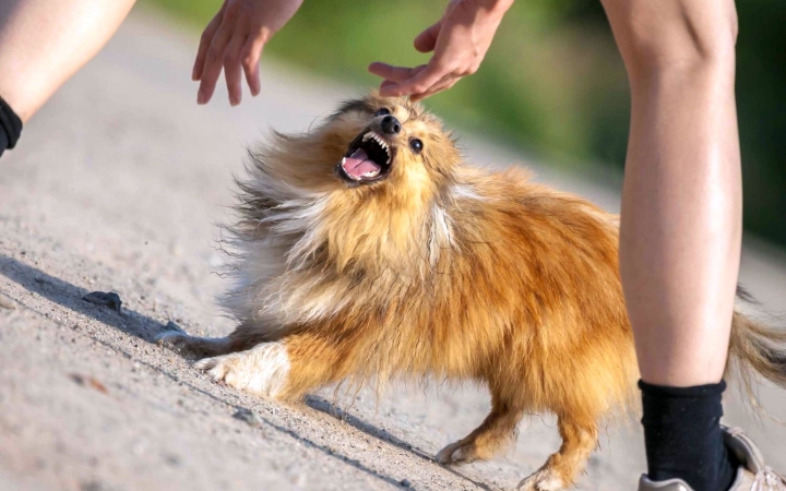 "Agresszív a kutyám – de mitől, miért?" (1.)