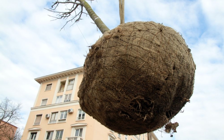 Zöldülő közterek – faültetési hullám a városban