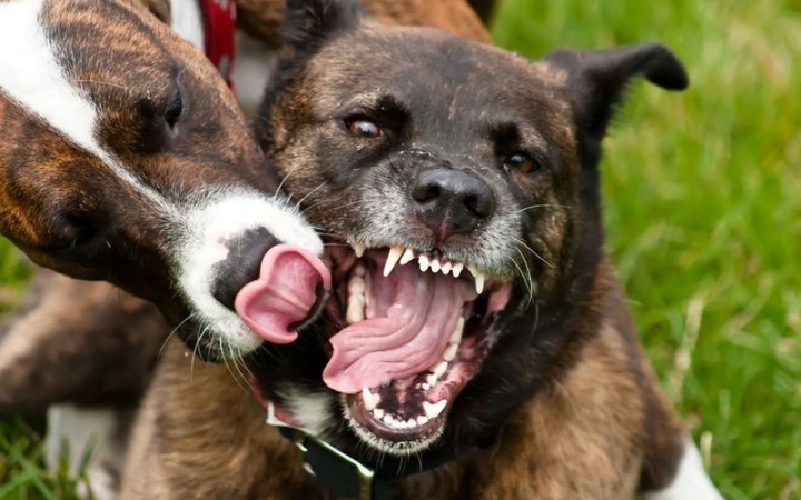 "Agresszív a kutyám – de mitől, miért?" (2.)