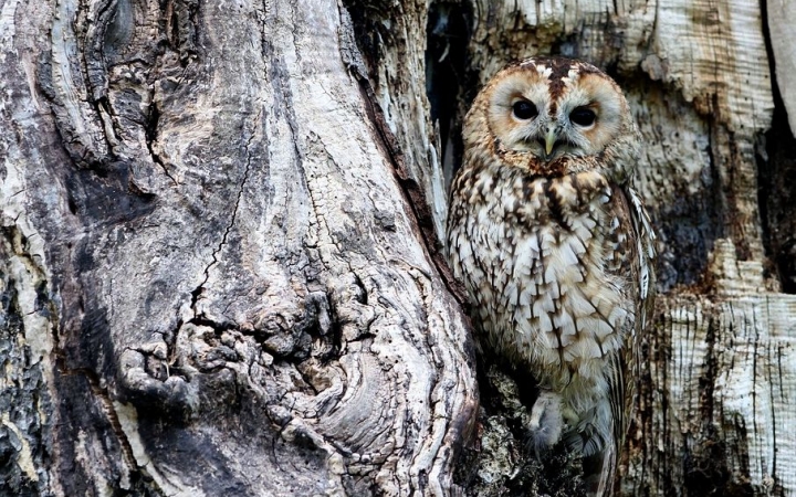 Könyvtár: online játékok a madarak és fák napján