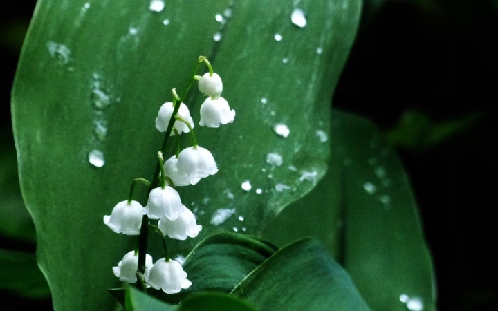 Hűvös, csapadékos hetünk lesz – ma rengeteg esővel