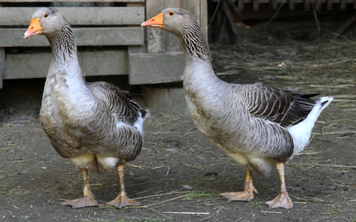 DSTV: új lakók az arborétumi állatbemutatóban