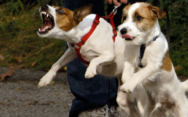 "Agresszív a kutyám – de mitől, miért?" (4.)