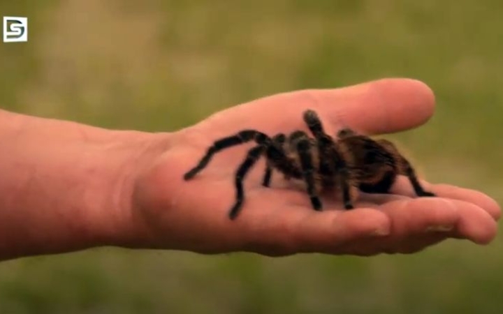 DSTV: karon ül a tarantula