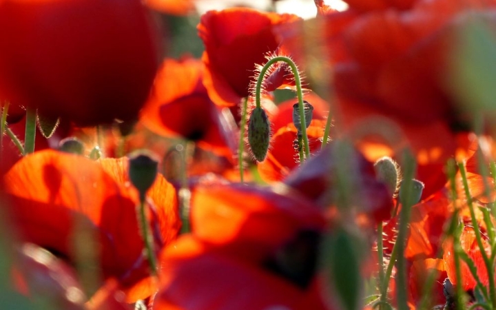 Már nem kérdés – itt a nyár!