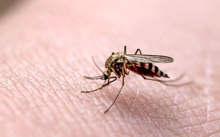 Ismét szúnyoginvázió fenyeget