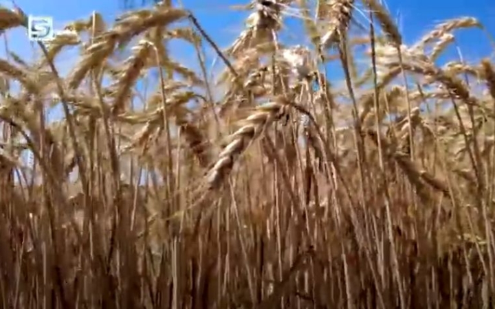 DSTV: eljött az aratás ideje