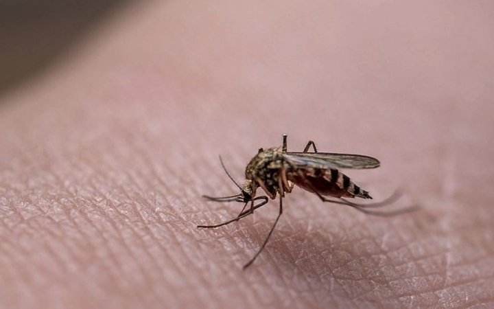 Folytatódik a gyérítés – pénteken légi úton is