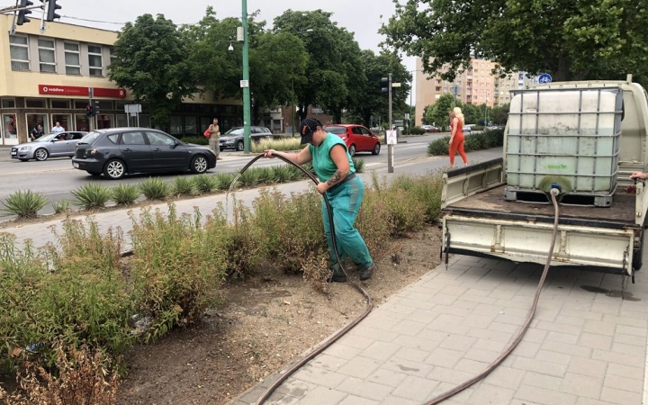 Fokozott öntözéssel próbálják védeni a növényeket