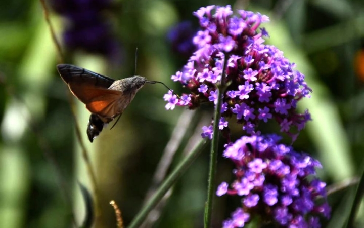 Még (illetve: már csak) néhány nap nyár