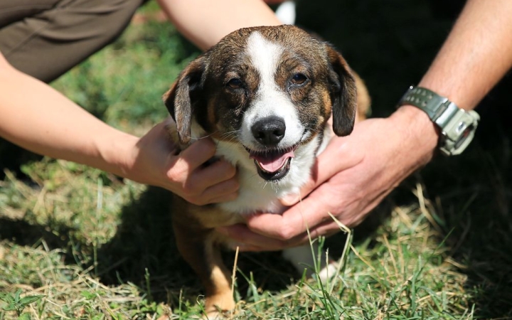 A megfelelő társállat a hosszú, boldog élet egyik titka