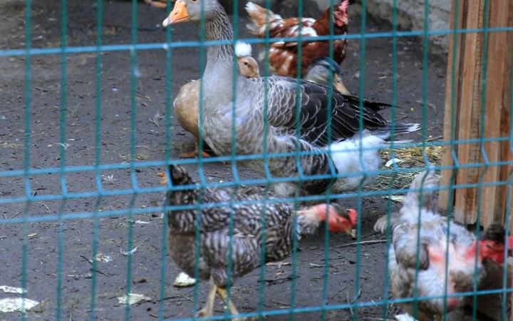 Egy nap az állatokért