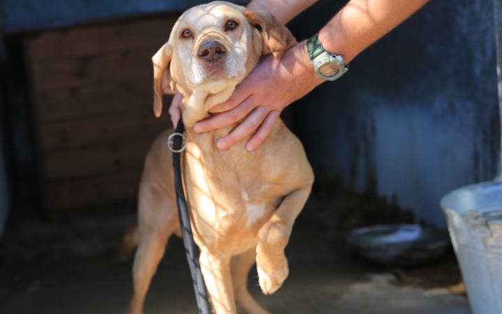 Papa is gazdát keres a menhelyről