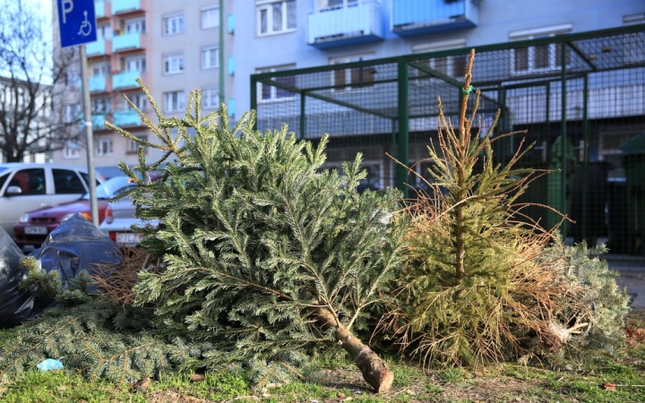 Folyamatos a fenyők elszállítása