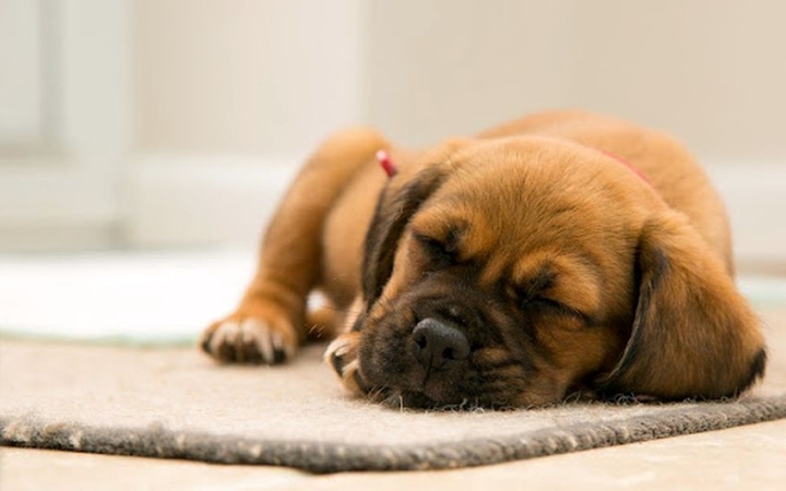 Hogyan alszik a kutyád idegen helyen? Tudj meg többet a jelenségről!