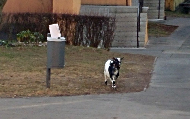 A mi párducunk, azaz az újvárosi kecskekeresés