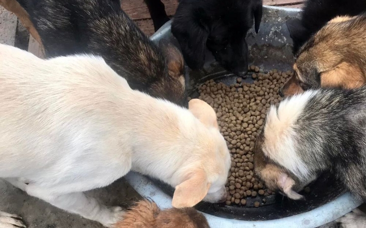 Ukrajnába tartó állateledel-gyűjtéshez csatlakozott a Rudas középiskola