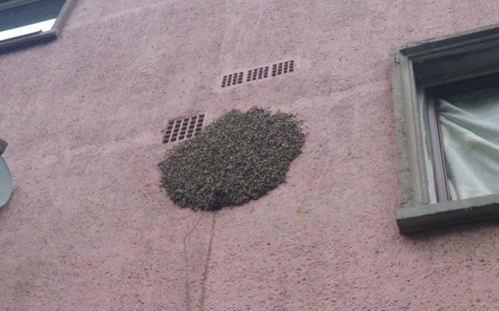 Méhrajzás a Gorkij utcában - nem tanácsos háborgatni őket