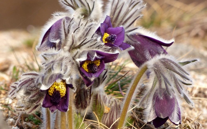 Már bekacsint a tavasz, de még nem az igazi