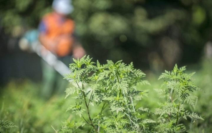 Ötmillióba is fájhat, ha nem írtja ki saját földjén a parlagfüvet