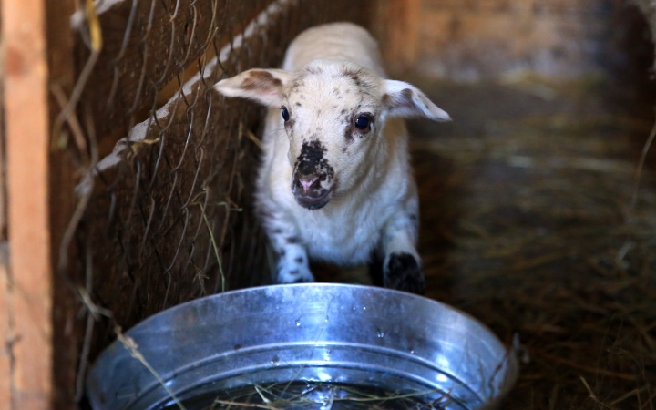 Állatsereglet csalogat az arborétumba