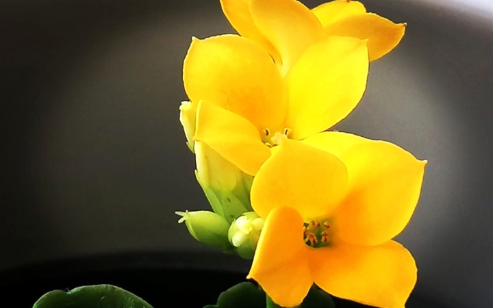 Bedurran a tavasz – de szerdán nagy eső lehet