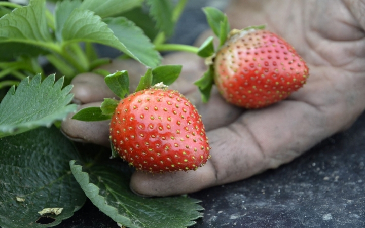 Krisztina érzékeny, Letícia kemény  - itt ez eperszezon vége