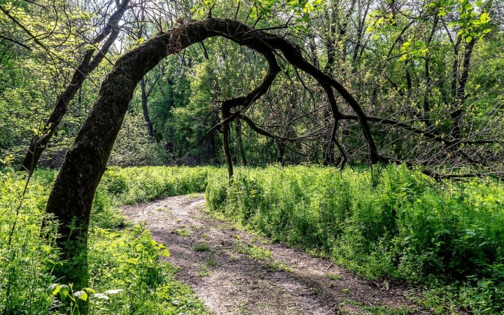 Gomolyos tavasz, viszonylag sok csapadékkal