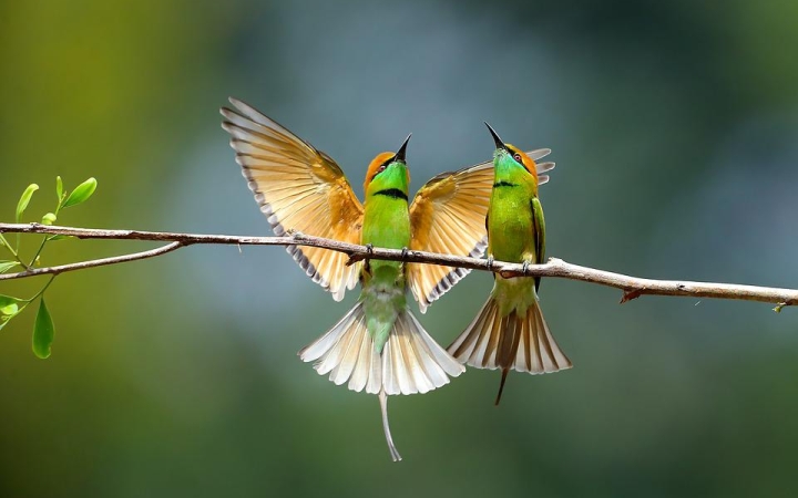 A madarakról mindenkinek – a Cimbora Klubban, nem csak cimboráknak