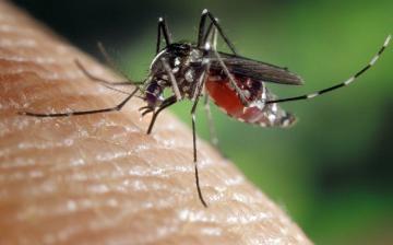 Startol a szúnyoggyérítés – mindenki tehet a vérszívók szaporodása ellen