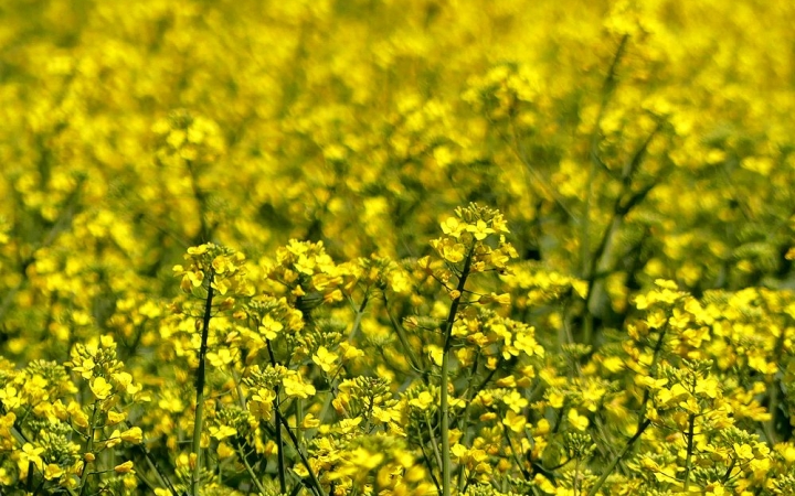 Befut az év első kánikulája