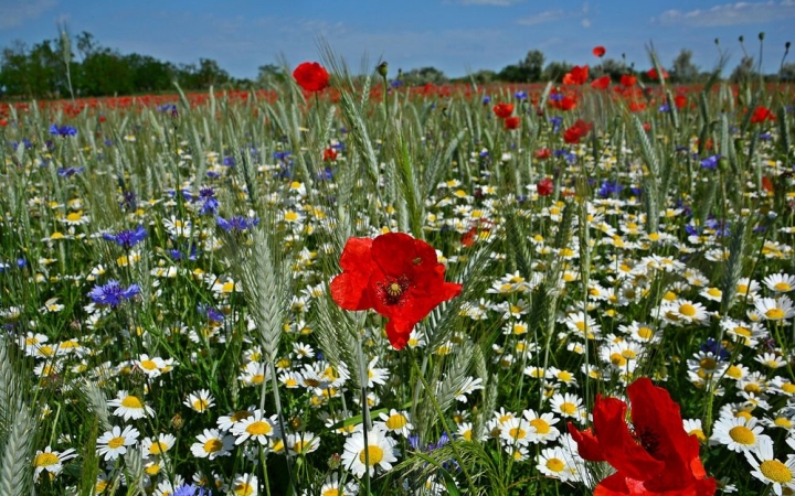 Hőhullámmal érkezik a nyár