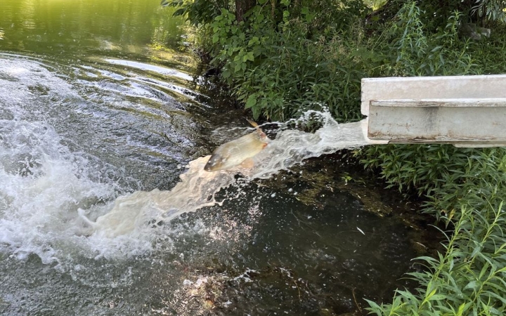 A halak is megérkeztek  a Szalki-szigeti vízbe