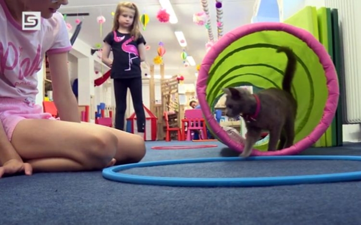 DSTV: cicás fejlesztések