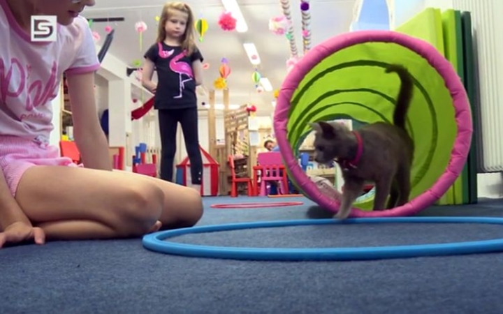 DSTV: cicás fejlesztések