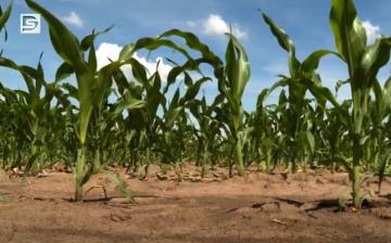 DSTV: kedvező fejlemények a mezőgazdaságban
