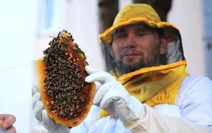 Darazsak vagy méhek – mi a különbség?