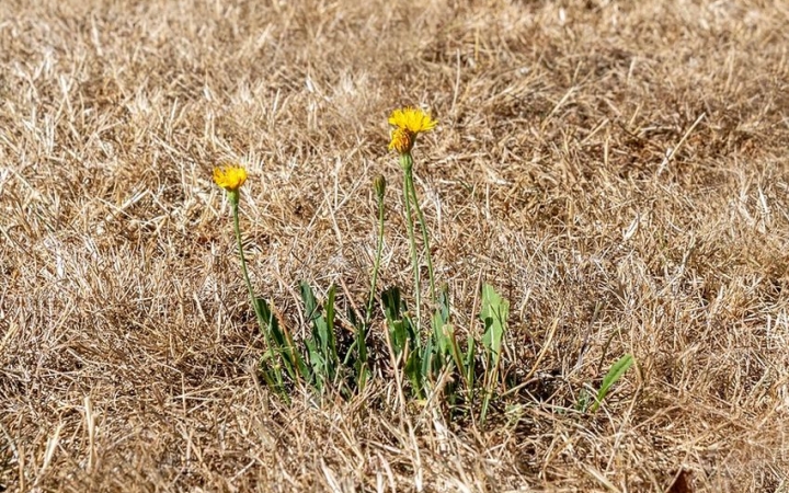 Meteo: újra itt a hőségriasztás – egyelőre szombatig
