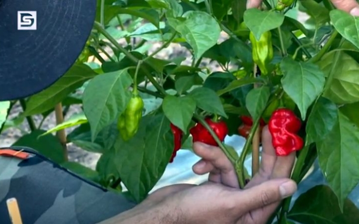 DSTV: erőnek erejével