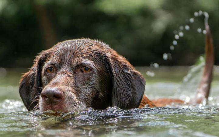 Kutya melegben is ügyeljünk kedvenceinkre!
