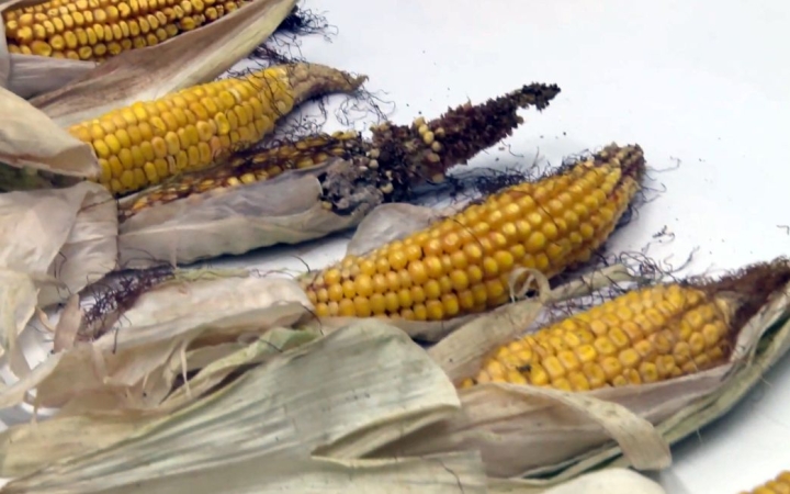 DSTV: az évszázad aszálya