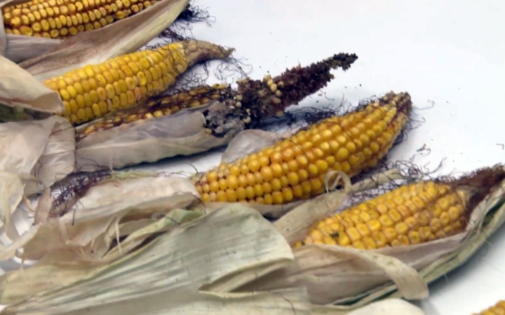 DSTV: az évszázad aszálya