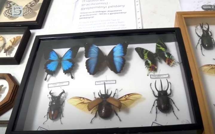 DSTV: csoda bogarak a Civil Házban