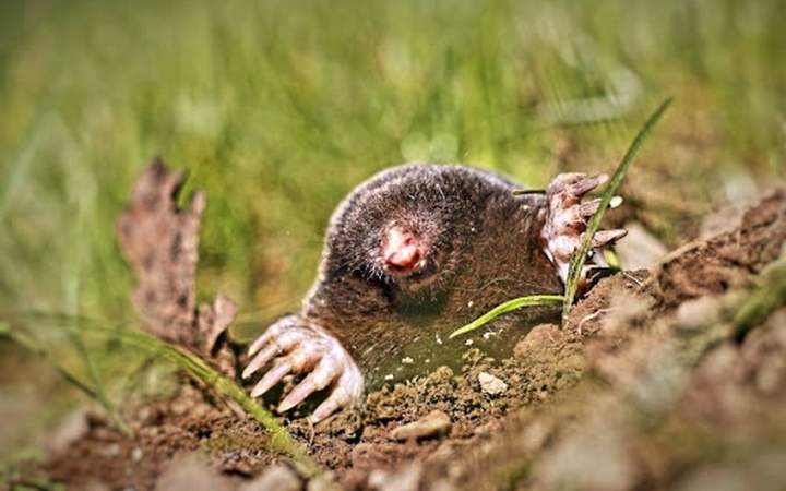 Tartsd távol a vakondot egy egyszerű és kíméletes módszerrel! 