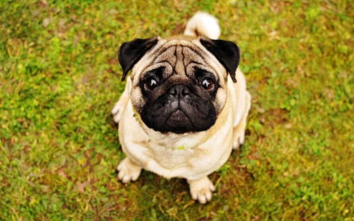 A mopsz egy elbűvölő mókamester 