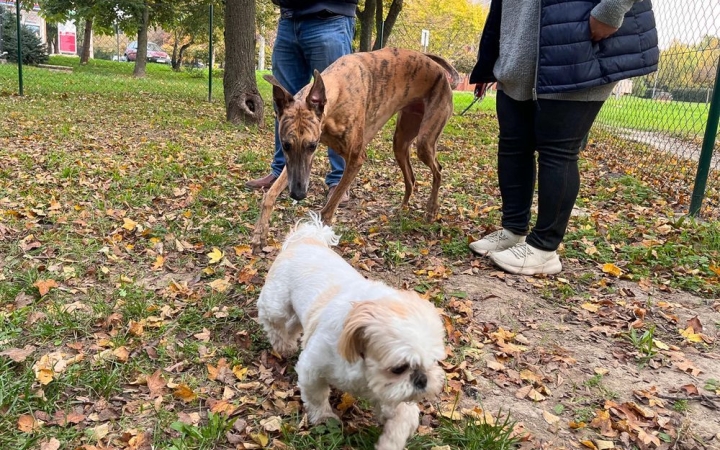 Jó hír a gazdiknak, jó hely a kutyusoknak