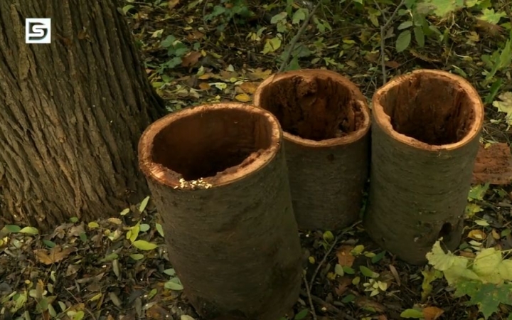 DSTV: folytatódik az erdőápolás